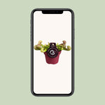 Load image into Gallery viewer, Sarracenia psittacina - Ø12cm - ↕15cm