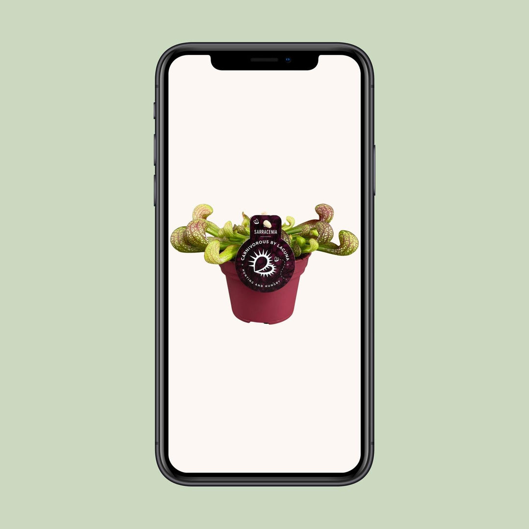 Sarracenia psittacina - Ø12cm - ↕15cm