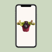 Sarracenia psittacina - Ø12cm - ↕15cm