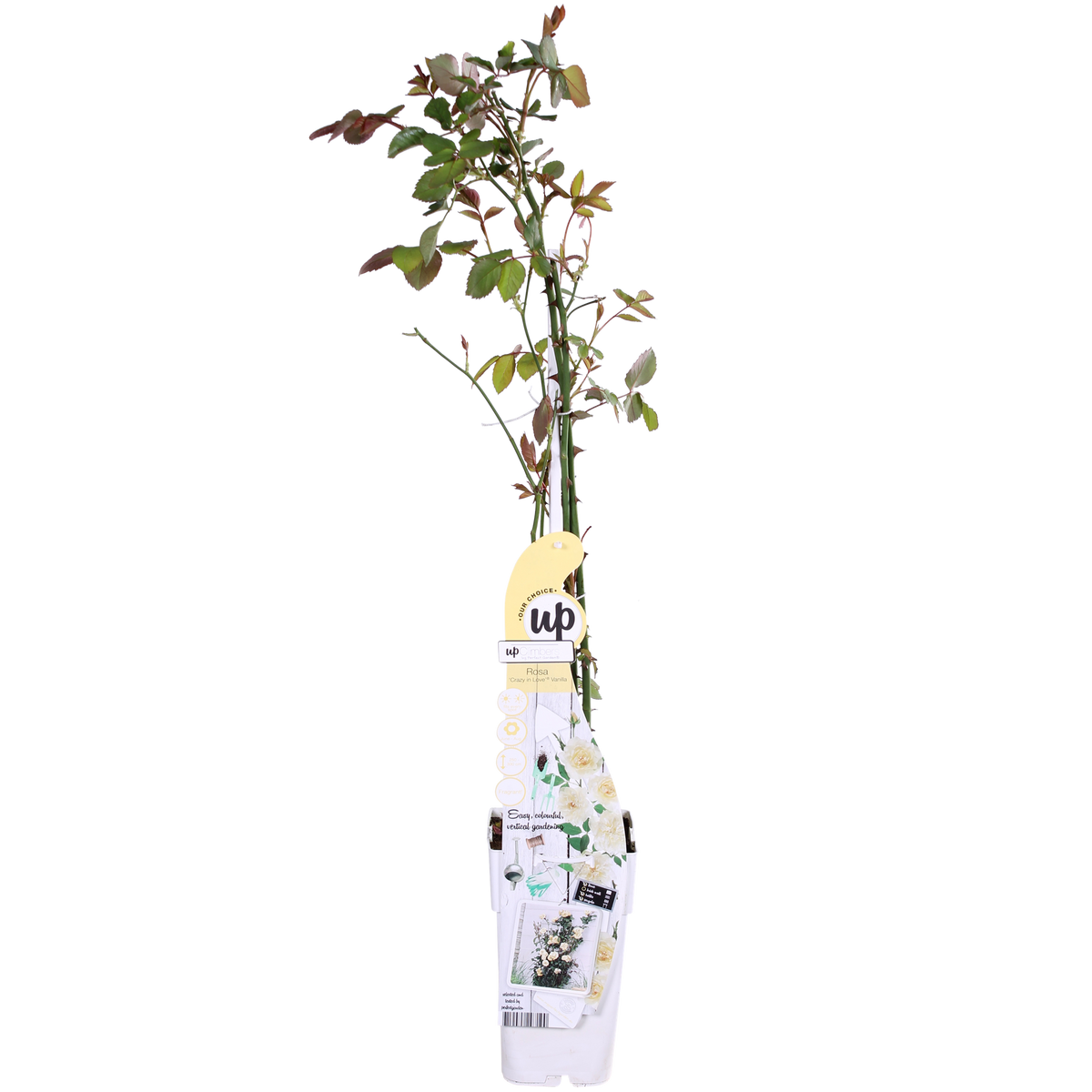 Rosa 'Crazy in love', Bianco crema - Ø15cm - ↕65cm