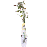 Rosa 'Crazy in love', Vanilla - Ø15cm - ↕65cm