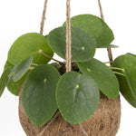 Load image into Gallery viewer, Kokedama Pilea peperomiodes - Ø15cm - ↕20cm