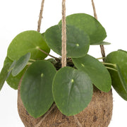 Kokedama Pilea peperomiodes - Ø15cm - ↕20cm
