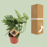 Monstera adansonii - Ø12cm - ↕30cm