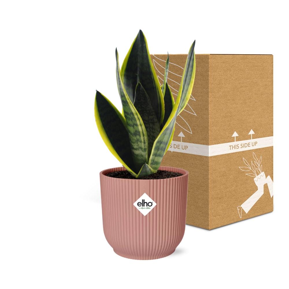 Sansevieria futura 'Superba' in ELHO Vibes Fold, Pink, Ø14cm ↕25cm