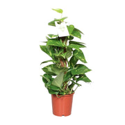 Epipremnum pinnatum 'Mosstok' (Scindapsus) - Ø15cm - ↕60cm