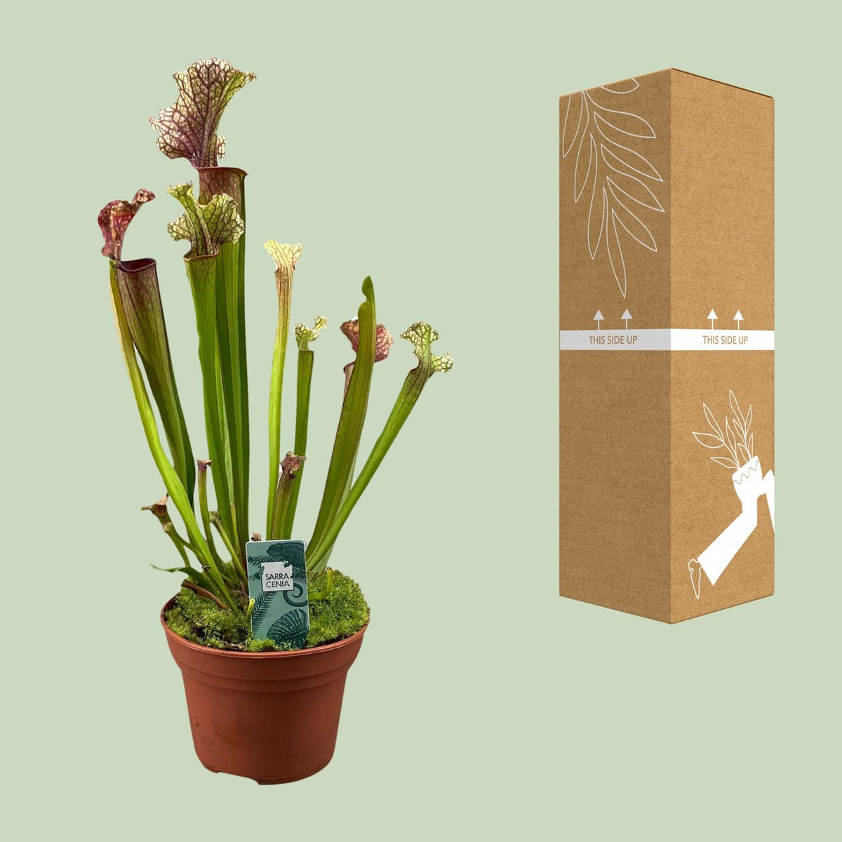 Sarracenia 'Judith Hindle' - Ø12cm - ↕30cm