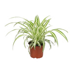 Load image into Gallery viewer, Chlorophytum - Ø12cm - ↕25cm
