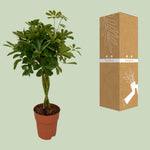 Load image into Gallery viewer, Schefflera compacta - Ø19cm - ↕80cm
