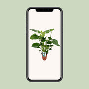 Monstera deliciosa  - Ø19cm - ↕60cm