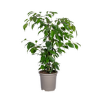 Load image into Gallery viewer, Ficus Benjamina Exotica Ø17cm - ↕60 - 80cm

