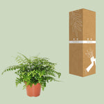 Load image into Gallery viewer, Asplenium parvati - Ø17cm - ↕30cm