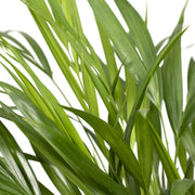 Dypsis lutescens (Areca Palm) - Ø17cm - ↕60cm