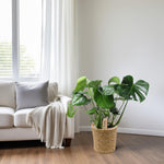 Load image into Gallery viewer, Monstera In Natural Basket - Ø21cm - ↕60cm