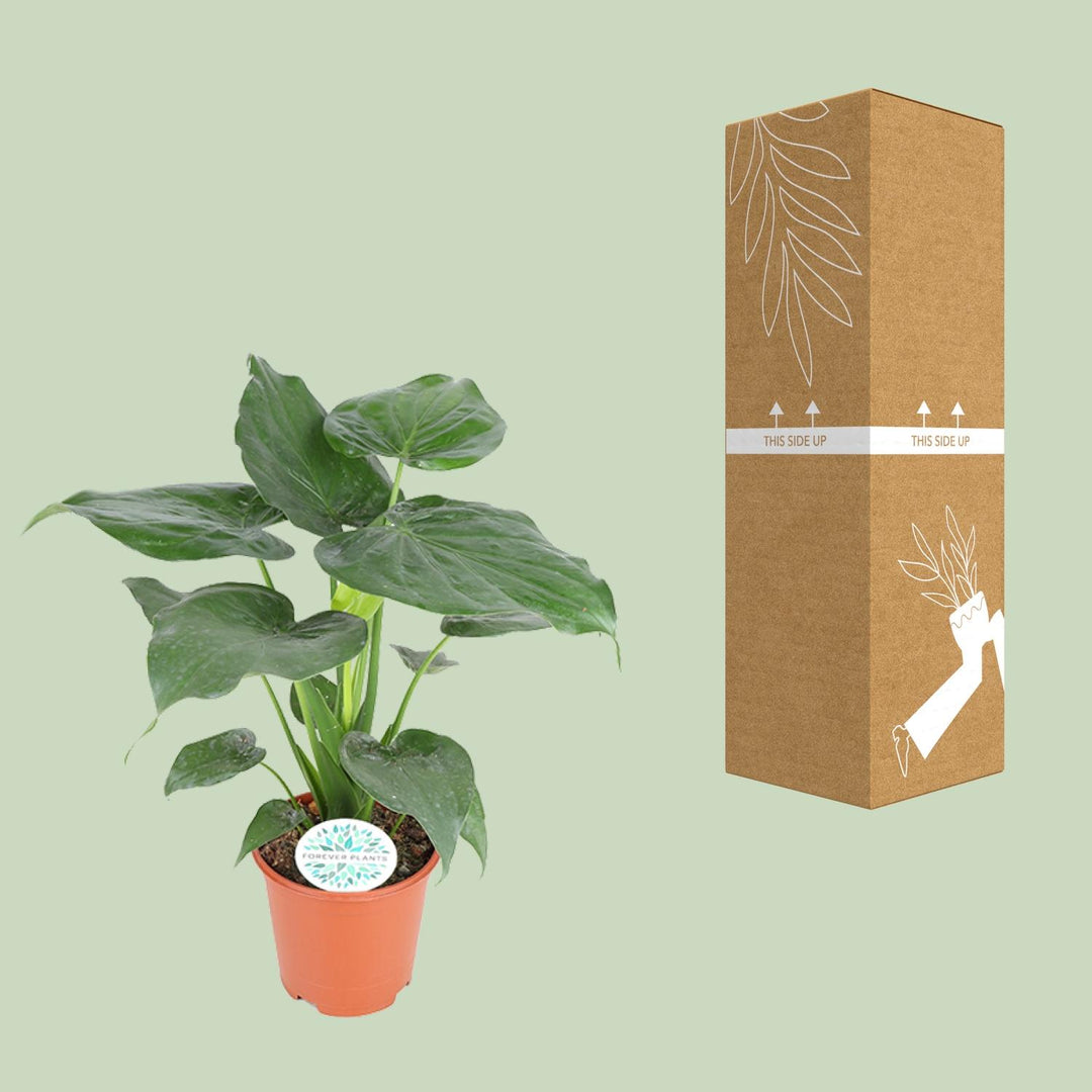 Alocasia cucullata - Ø21cm - ↕80cm