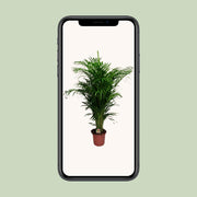 Dypsis lutescens - Ø24cm - ↕125cm