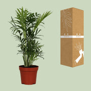 Chamaedorea elegans (Palma della Fortuna) - Ø12cm - ↕40cm