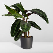 Calathea warscewiczii (Peacock plant) - Ø19cm - ↕70cm
