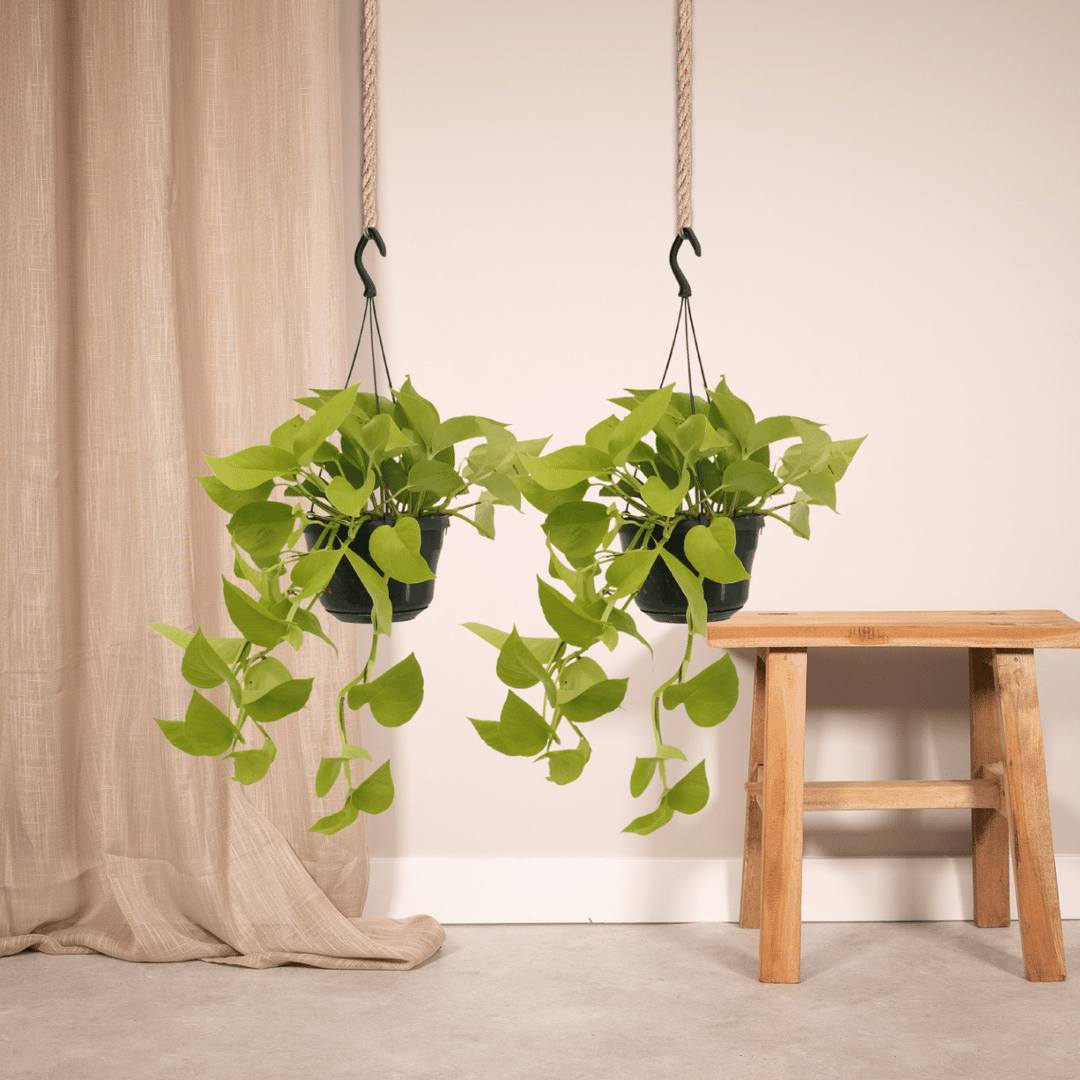 Epipremnum pinnatum 'Golden Pothos' (Scindapsus) - 2 plants - Ø15cm - ↕25cm