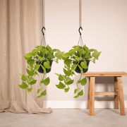 Epipremnum pinnatum 'Golden Pothos' (Scindapsus) - 2 plants - Ø15cm - ↕25cm