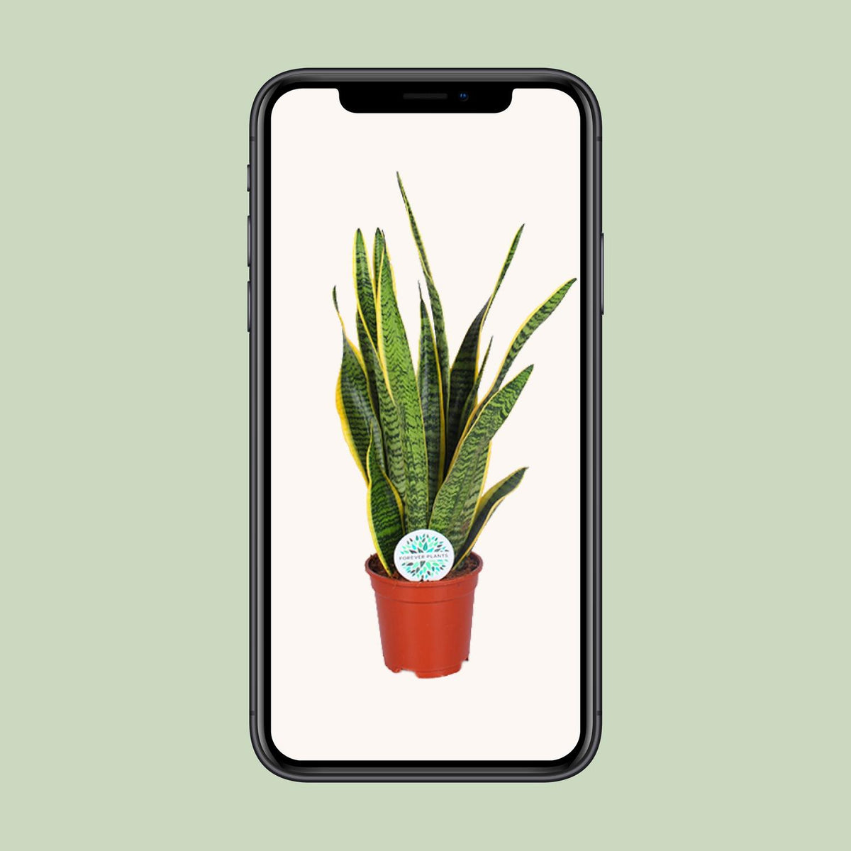 Sansevieria trifasciata 'Laurentii' (Mother-in-law’s Tongue) - Ø17cm - ↕60cm