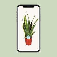 Sansevieria trifasciata 'Laurentii' (Mother-in-law’s Tongue) - Ø17cm - ↕60cm