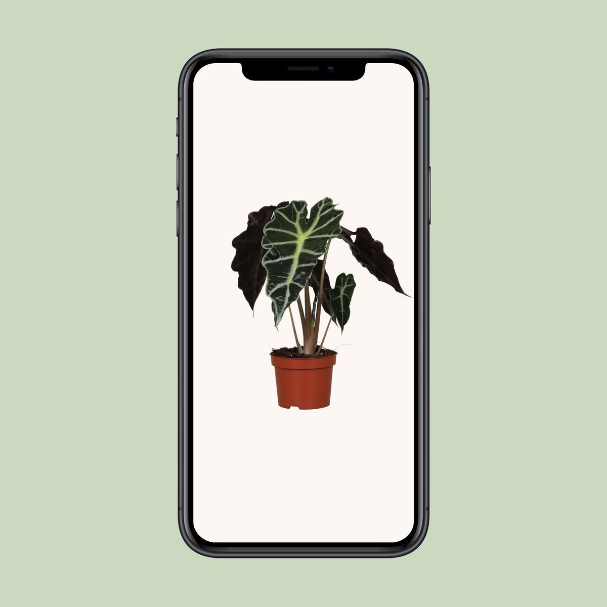 Alocasia amazonica 'Polly' - Ø12cm - ↕30cm