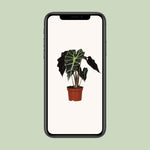 Load image into Gallery viewer, Alocasia amazonica 'Polly' - Ø12cm - ↕30cm