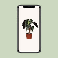 Alocasia amazonica 'Polly' - Ø12cm - ↕30cm