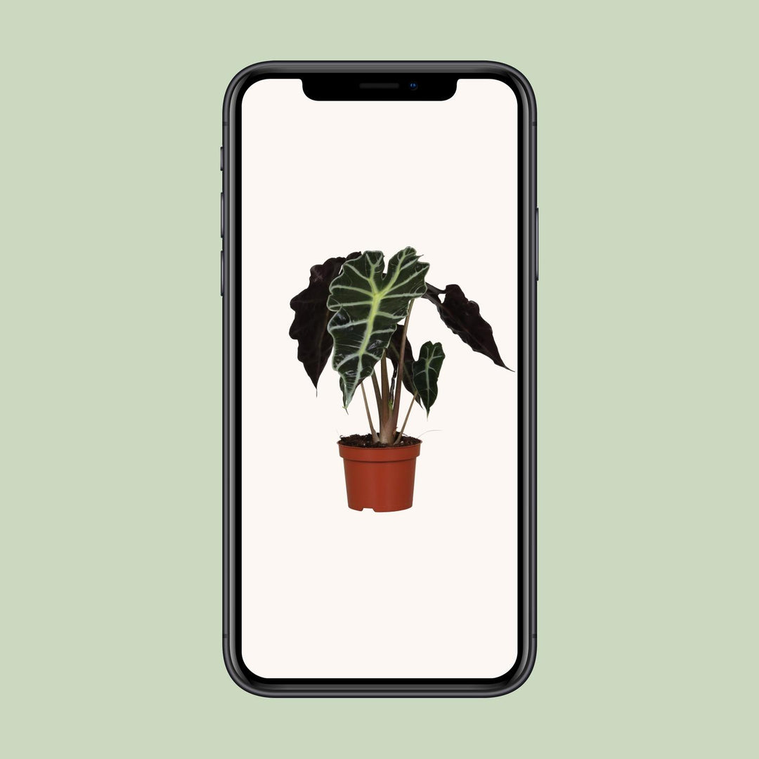 Alocasia amazonica 'Polly' - Ø12cm - ↕30cm