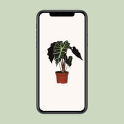 Alocasia amazonica 'Polly' - Ø12cm - ↕30cm