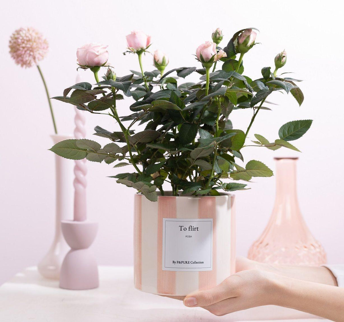 Rosa Light Pink Gift "To Flirt" WITH GREETING CARD! - Ø12cm - ↕30cm