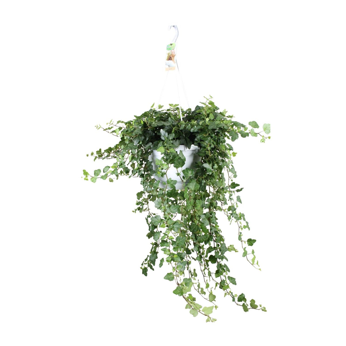 Hedera helix 'Wonder Green' - Ø24cm - ↕70cm