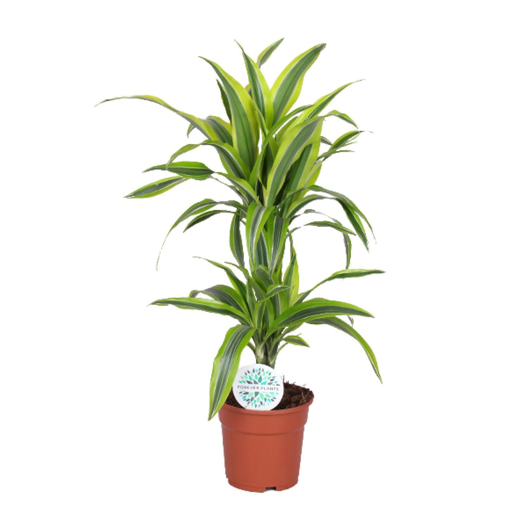 Dracaena fragrans 'Lemon Lime' - Ø17cm - ↕65cm