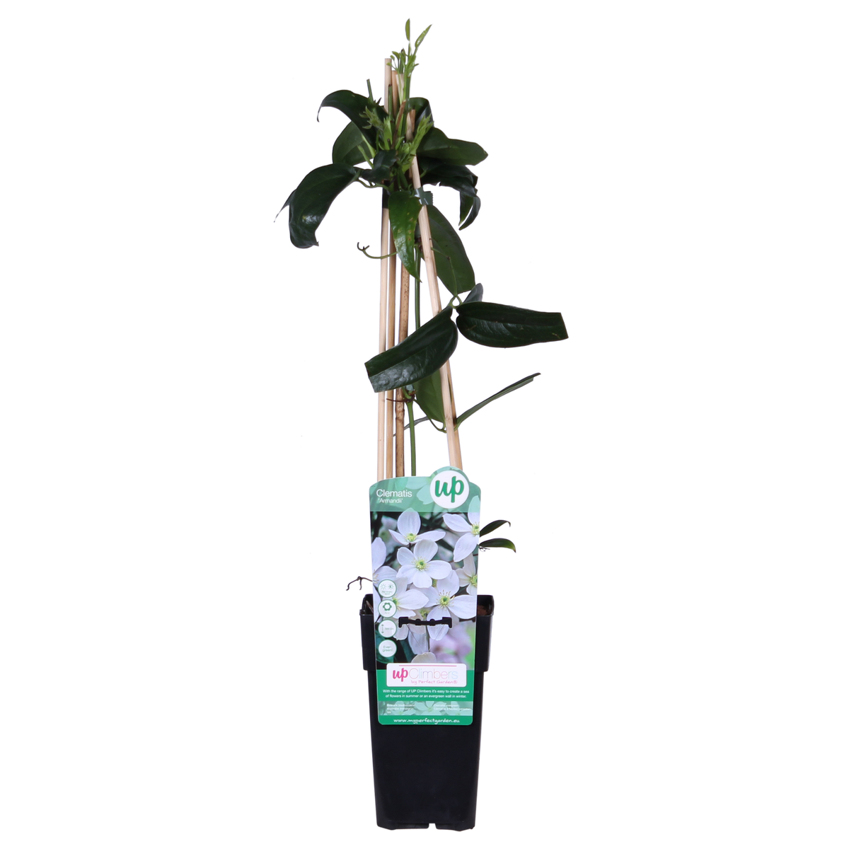 Clematis armandii - Ø15cm - ↕65cm