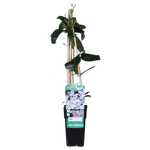 Load image into Gallery viewer, Clematis armandii (White Clematis) - Ø15cm - ↕65cm
