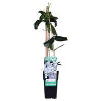 Clematis armandii - Ø15cm - ↕65cm