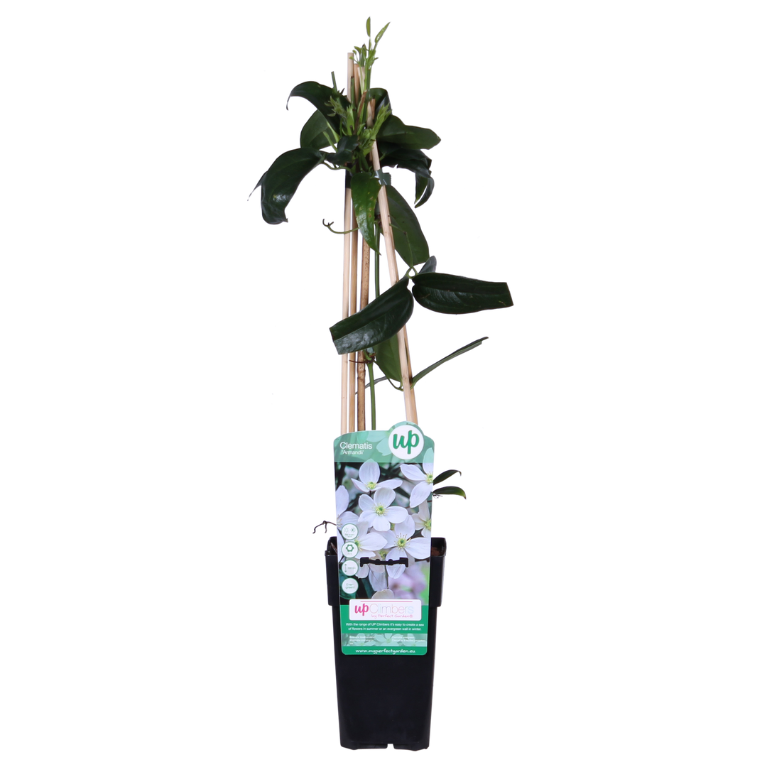 Clematis armandii (White Clematis) - Ø15cm - ↕65cm