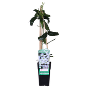 Clematis armandii (White Clematis) - Ø15cm - ↕65cm