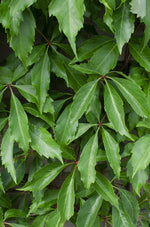 Load image into Gallery viewer, Parthenocissus q. var. &#39;Engelmannii&#39; - 3 plants - Ø15 - ↨65cm
