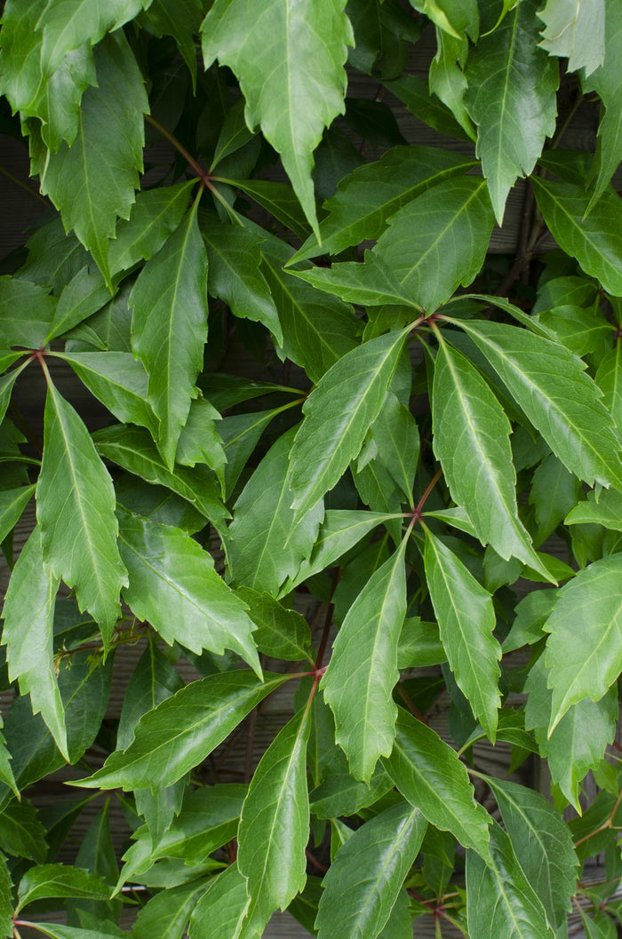 Parthenocissus q. var. 'Engelmannii' - 3 plants - Ø15 - ↨65cm