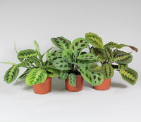 Maranta leuconeura 'Fascinator' - Set of 3 plants - Ø12cm - ↕30cm