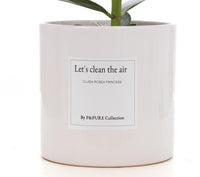Clusia Rosea Gift "Let's Clean The Air" WITH GREETING CARD! - Ø12cm - ↕30cm