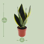 Load image into Gallery viewer, Sansevieria futura &#39;Superba&#39; - Ø12cm - ↕30cm
