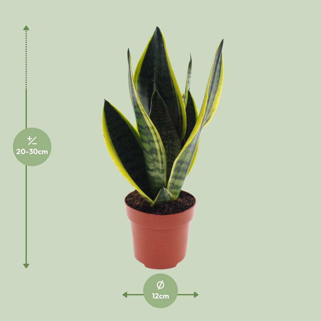 Sansevieria futura 'Superba' - Ø12cm - ↕30cm