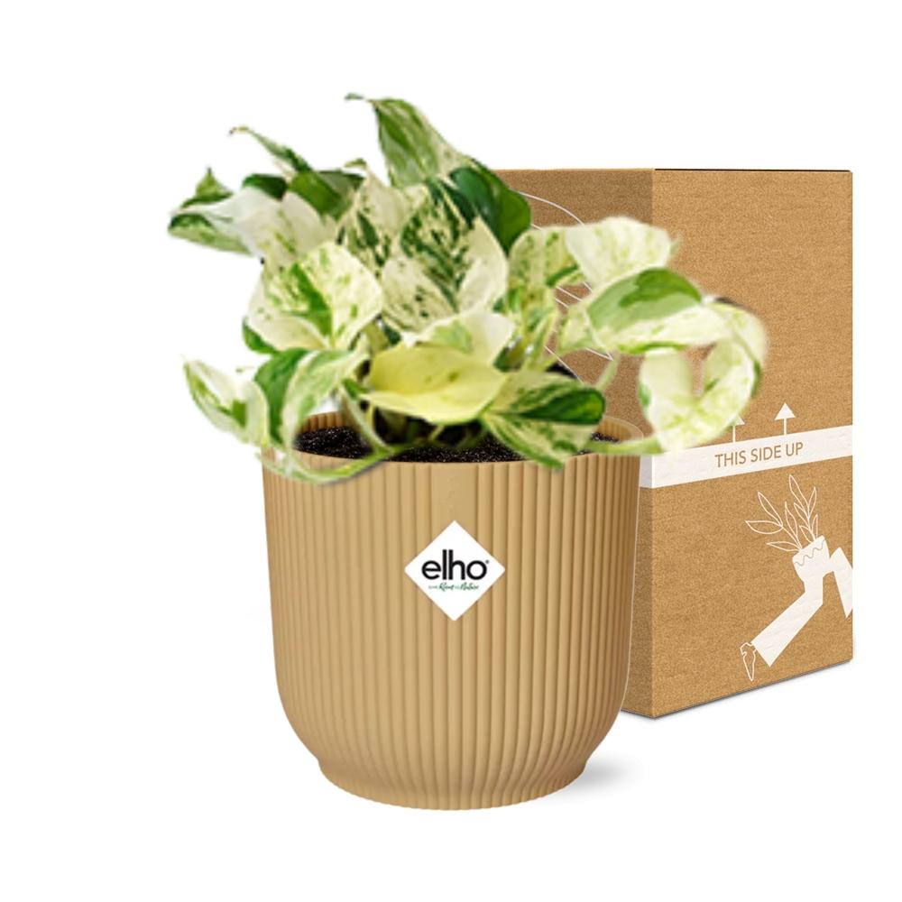 Epipremnum pinnatum Happy Leaf plant in stylish yellow ELHO pot, perfect for indoor decor.