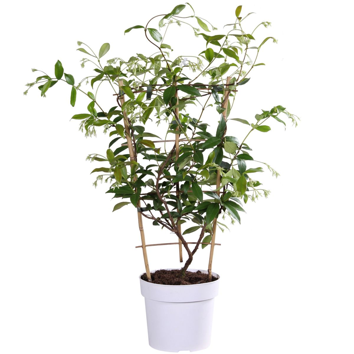 Trachelospermum 'Star of Toscana' - Gelsomino Toscano Giallo - Ø15cm - ↕65cm