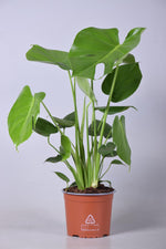 Load image into Gallery viewer, Monstera deliciosa - Ø17cm - ↕60cm