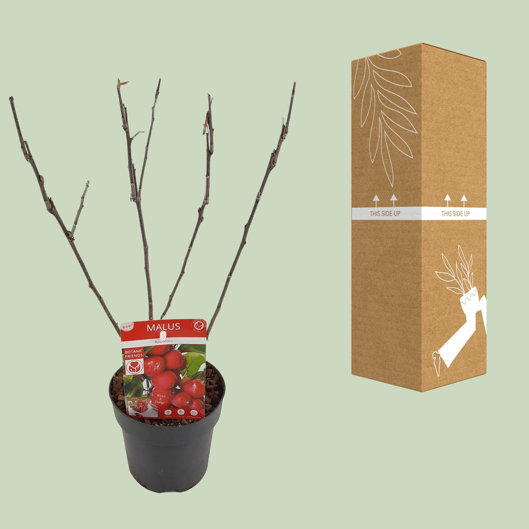 Malus 'Appletini' (Apple Tree) - Ø13cm - ↕10cm