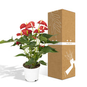 Anthurium andraeanum Red - Ø17cm - ↕55cm